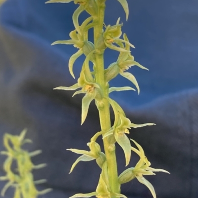 Paraprasophyllum sphacelatum (Large Alpine Leek-orchid) at Adaminaby, NSW - 21 Dec 2021 by waltraud