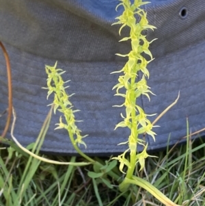 Paraprasophyllum sphacelatum at Adaminaby, NSW - suppressed