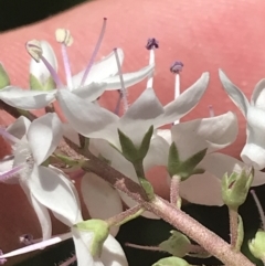 Veronica derwentiana subsp. derwentiana (Derwent Speedwell) at Namadgi National Park - 21 Dec 2021 by Tapirlord