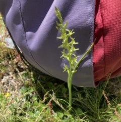 Prasophyllum sphacelatum (Large Alpine Leek-orchid) at Kosciuszko National Park - 21 Dec 2021 by waltraud