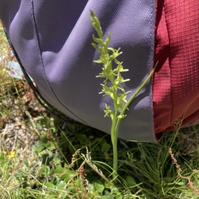 Paraprasophyllum sphacelatum (Large Alpine Leek-orchid) at Adaminaby, NSW - 21 Dec 2021 by waltraud