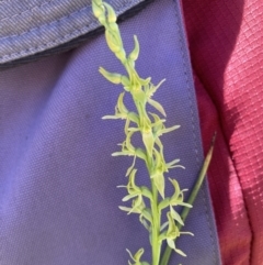 Paraprasophyllum sphacelatum at Adaminaby, NSW - 21 Dec 2021