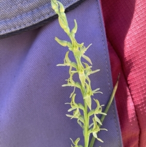 Paraprasophyllum sphacelatum at Adaminaby, NSW - 21 Dec 2021