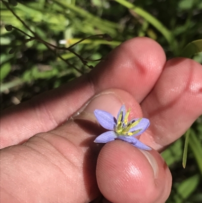 Dianella tasmanica (Tasman Flax Lily) at Namadgi National Park - 21 Dec 2021 by Tapirlord