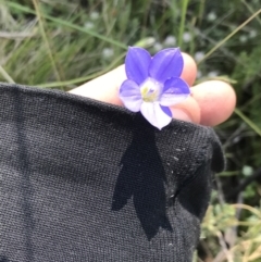 Wahlenbergia stricta subsp. stricta (Tall Bluebell) at Namadgi National Park - 21 Dec 2021 by Tapirlord