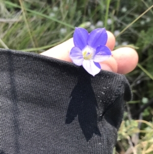 Wahlenbergia stricta subsp. stricta at Rendezvous Creek, ACT - 21 Dec 2021 12:28 PM