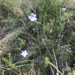 Wahlenbergia stricta subsp. stricta at Rendezvous Creek, ACT - 21 Dec 2021