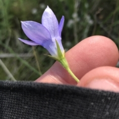 Wahlenbergia stricta subsp. stricta at Rendezvous Creek, ACT - 21 Dec 2021 12:28 PM