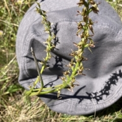 Paraprasophyllum sphacelatum (Large Alpine Leek-orchid) at Adaminaby, NSW - 21 Dec 2021 by waltraud