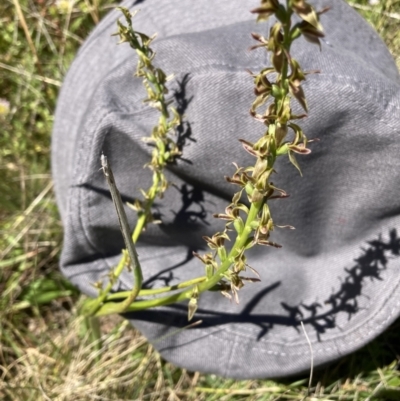 Paraprasophyllum sphacelatum (Large Alpine Leek-orchid) at Adaminaby, NSW - 21 Dec 2021 by waltraud