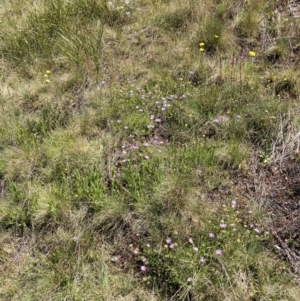 Paraprasophyllum sphacelatum at Adaminaby, NSW - 21 Dec 2021