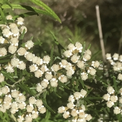 Ozothamnus conditus (Pepper Everlasting) at Rendezvous Creek, ACT - 21 Dec 2021 by Tapirlord