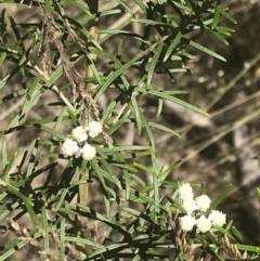 Ozothamnus conditus at Rendezvous Creek, ACT - 21 Dec 2021 12:45 PM