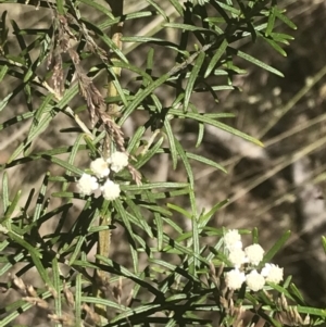 Ozothamnus conditus at Rendezvous Creek, ACT - 21 Dec 2021