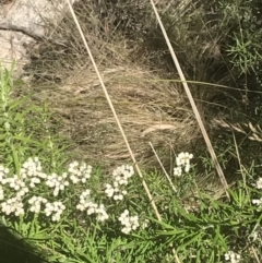 Ozothamnus conditus at Rendezvous Creek, ACT - 21 Dec 2021 12:45 PM