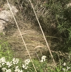 Ozothamnus conditus at Rendezvous Creek, ACT - 21 Dec 2021 12:45 PM