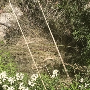 Ozothamnus conditus at Rendezvous Creek, ACT - 21 Dec 2021