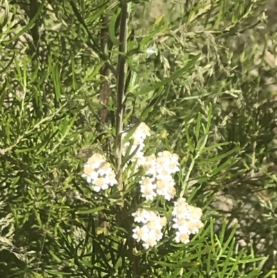 Ozothamnus conditus (Pepper Everlasting) at Namadgi National Park - 21 Dec 2021 by Tapirlord