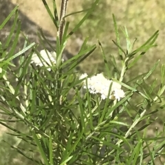 Ozothamnus conditus at Rendezvous Creek, ACT - 21 Dec 2021 12:53 PM