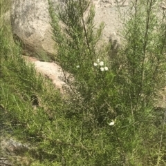 Ozothamnus conditus at Rendezvous Creek, ACT - 21 Dec 2021