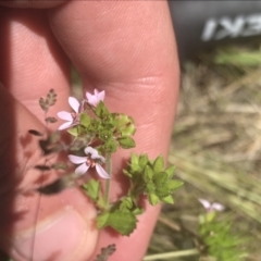 Pelargonium inodorum (Kopata) at Namadgi National Park - 21 Dec 2021 by Tapirlord