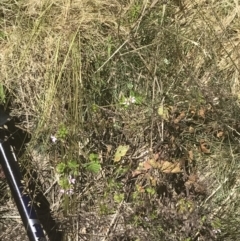Pelargonium inodorum at Rendezvous Creek, ACT - 21 Dec 2021
