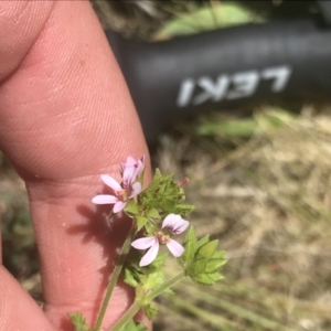 Pelargonium inodorum at Rendezvous Creek, ACT - 21 Dec 2021