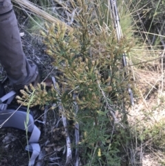 Olearia erubescens (Silky Daisybush) at Namadgi National Park - 21 Dec 2021 by Tapirlord