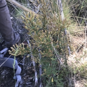 Olearia erubescens at Rendezvous Creek, ACT - 21 Dec 2021