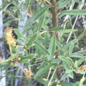 Olearia erubescens at Rendezvous Creek, ACT - 21 Dec 2021