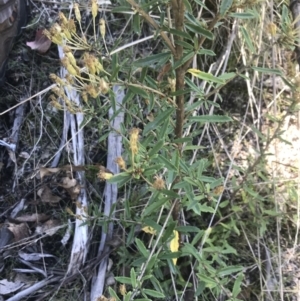 Olearia erubescens at Rendezvous Creek, ACT - 21 Dec 2021 01:33 PM