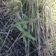 Eucalyptus radiata subsp. robertsonii (Robertson's Peppermint) at Rendezvous Creek, ACT - 21 Dec 2021 by Tapirlord