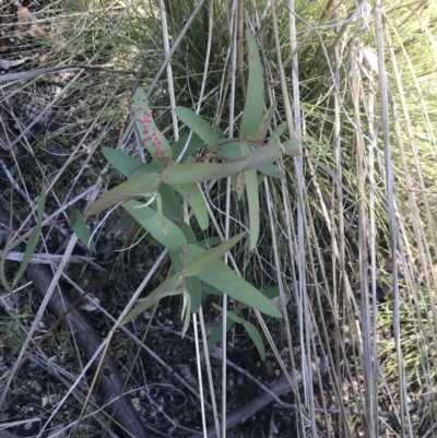 Eucalyptus viminalis (Ribbon Gum) at Namadgi National Park - 21 Dec 2021 by Tapirlord