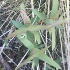 Eucalyptus radiata subsp. robertsonii at Rendezvous Creek, ACT - 21 Dec 2021 01:33 PM