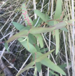 Eucalyptus viminalis at Rendezvous Creek, ACT - 21 Dec 2021