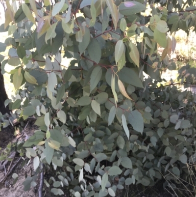 Eucalyptus dalrympleana subsp. dalrympleana (Mountain Gum) at Rendezvous Creek, ACT - 21 Dec 2021 by Tapirlord