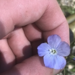 Linum marginale (Native Flax) at Namadgi National Park - 21 Dec 2021 by Tapirlord