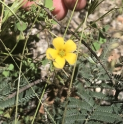 Oxalis perennans (Grassland Wood Sorrel) at Rendezvous Creek, ACT - 21 Dec 2021 by Tapirlord