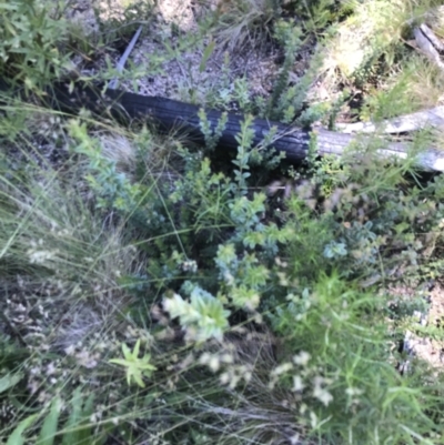 Oxylobium ellipticum (Common Shaggy Pea) at Namadgi National Park - 21 Dec 2021 by Tapirlord