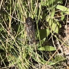 Yoyetta sp. (genus) (Firetail or Ambertail Cicada) at Rendezvous Creek, ACT - 21 Dec 2021 by Tapirlord