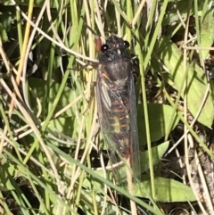 Yoyetta sp. (genus) at Rendezvous Creek, ACT - 21 Dec 2021