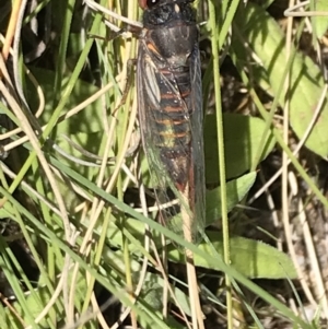 Yoyetta sp. (genus) at Rendezvous Creek, ACT - 21 Dec 2021