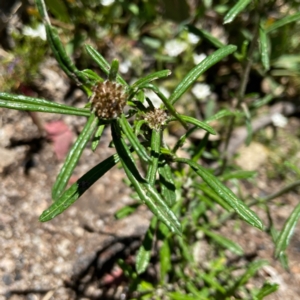 Euchiton involucratus at Tennent, ACT - 20 Dec 2021 11:56 AM