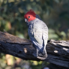 Callocephalon fimbriatum (Gang-gang Cockatoo) at Mount Ainslie - 23 Dec 2021 by jbromilow50