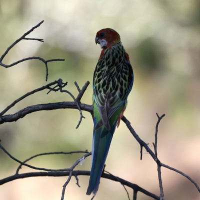 Platycercus eximius (Eastern Rosella) at Mount Ainslie - 24 Dec 2021 by jb2602