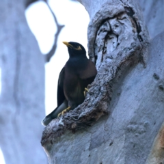 Acridotheres tristis (Common Myna) at Ainslie, ACT - 23 Dec 2021 by jb2602