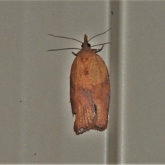 Epiphyas postvittana (Light Brown Apple Moth) at Wanniassa, ACT - 26 Dec 2021 by JohnBundock