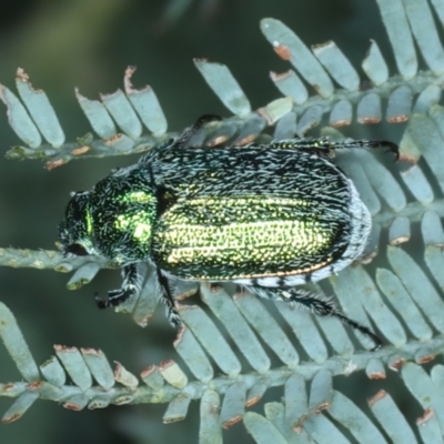 Diphucephala sp. (genus) (Green Scarab Beetle) at Stromlo, ACT - 21 Dec 2021 by jb2602