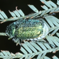 Diphucephala sp. (genus) at Stromlo, ACT - 21 Dec 2021