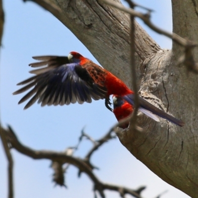 Platycercus elegans (Crimson Rosella) at Hume, ACT - 26 Dec 2021 by RodDeb